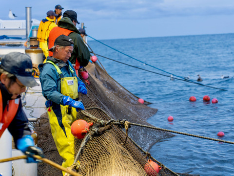 【こんな刺身があったのか！】北海道産 刺身用ホッケ／2パック（急速冷凍）