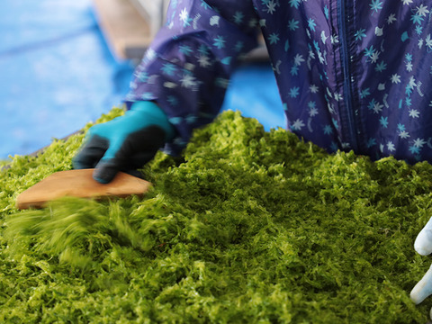 【冬ギフト】百年漁師のあおさのり＆真鯛詰合せ（ラッピング付・熨斗対応可）