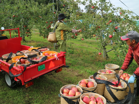 【予約販売】やさしい甘さ シナノスイート 約5kg(14～20個)