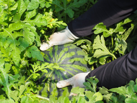 思わず笑顔が溢れる♡驚くほど甘〜い！祭りばやし大玉スイカ【4Lサイズ10〜12キロ/1玉】数量限定！