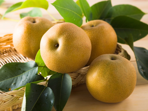 茨城県産 【豊水梨】 12〜16玉 約5kg：茨城県産の豊水｜食べチョク