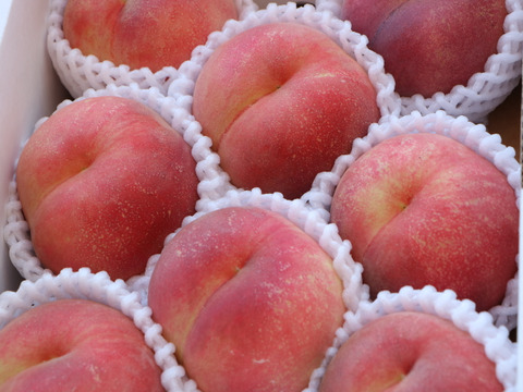 山形の夏ギフト・希少桃「陽夏妃」まもなく収穫！香り高く贈り物に喜ばれる逸品　２㎏