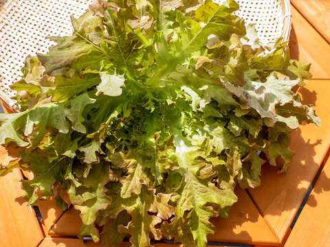 【初回限定ワンコイン】魚で育てたシャキッとリーフレタスお試しセット（4株）