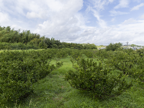 爽やかな香り！自然栽培摘果みかん　２ｋｇ