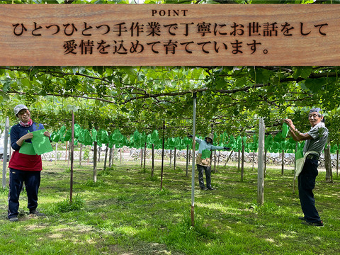 クール便指定【予約販売！💚朝採れ山梨シャインマスカット】１キロ ２房でお届け！一度食べたら忘れられない 【生産量日本一の山梨県産】