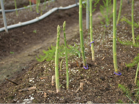 【夏芽限定】グリーンアスパラガス　ミシュランガイド掲載店使用（L,2Lサイズ　30本前後）高級レストラン使用サイズ