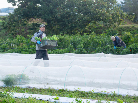 【八ヶ岳の麓で育てた季節の彩り野菜セット】栽培期間中農薬不使用　Lサイズ