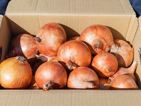 【予約限定】兵庫あんしんブランド認証！新鮮！淡路島産玉ねぎ10kg