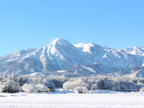 【有機JAS認証米】【農薬不使用】【化学肥料不使用】妙高産コシヒカリ（玄米5㎏）