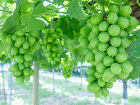 【芳醇な香り・あふれる果汁】特選シャインマスカット２房