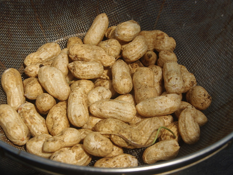 こちらは土付き【農薬化学肥料栽培期間中不使用】🐞生落花生おおまさり＊1㎏＊2024年9月より限定販売