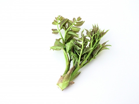 【妙高の自然たっぷり】春の山菜セット 80サイズに箱詰め （1kg程度）