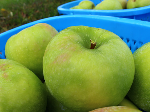 【化学合成農薬約60%削減】グラニースミス（お試し3kg☆9〜12玉入り）クッキングアップルの定番青りんご！
