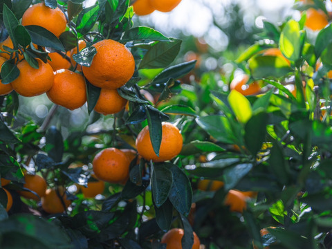 ［訳あり］美味さそのまんまみかん　5kg