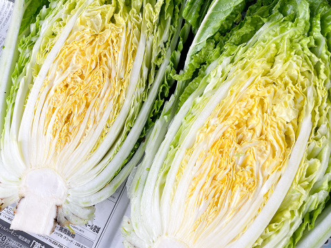 【自然栽培白菜×激辛唐辛子】おうちで手作りキムチセット 産地直送 栽培期間中農薬不使用 掘りたての白菜をお届け 化学肥料不使用 白菜2玉(約2kg) 乾燥唐辛子 100g