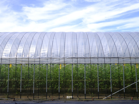 山の恵みがつくる大玉トマト 4kg箱詰め(20～28玉)