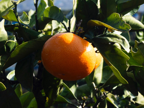 【最高級】真穴（まあな）産地直送　極上みかん　S〜Lサイズ　3キロ　贈答
【冬ギフト】