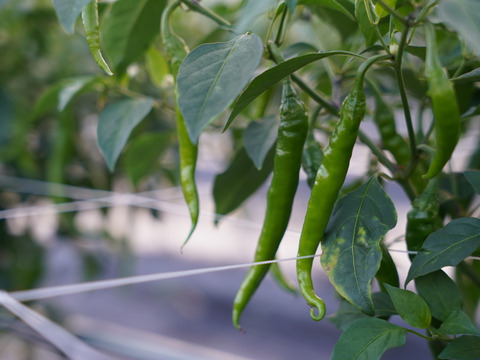 【五感を刺激する辛味】採れたて生青唐辛子　1kg