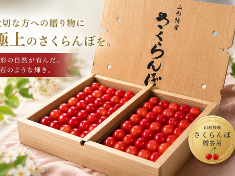 【限定５箱】【先行予約特価】山形県産さくらんぼ　佐藤錦　贈答用　1kg