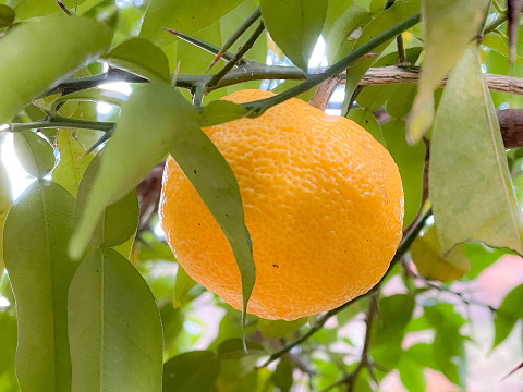 【残りわずか】宮城県産 自然栽培 黄柚子 ゆず 1kg（10個以上）