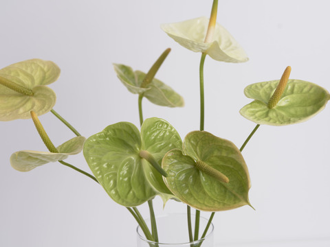 さわやかな彩り！
緑のアンスリウムセット（7本前後）