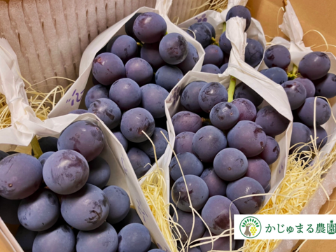 ●朝採り新鮮発送●佐賀県産　巨峰【種あり完熟】甘くて優しい味わい　2.0kg （5〜6房）