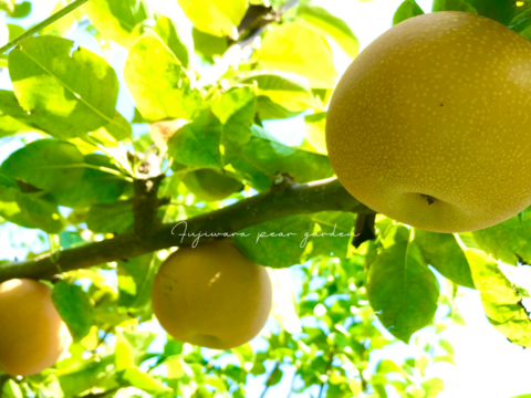 【あきづき】3kg　フルーティーな香りと上品な甘さ＊限定個数＊人気急上昇中！！高級品種　庄内甘熟梨【ギフト】【ご贈答】5~8玉　9月中旬頃〜発送