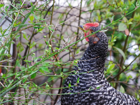 親鶏のスモークチキン