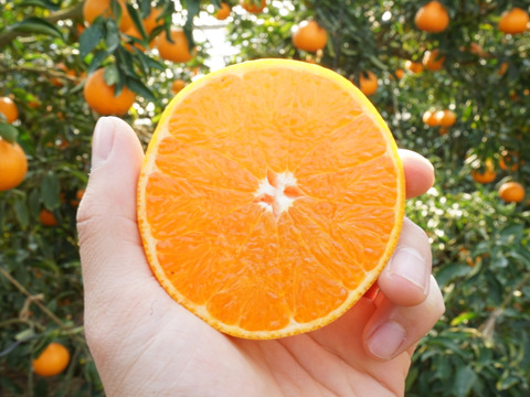 柑橘の大トロせとか！(訳あり 2kg)