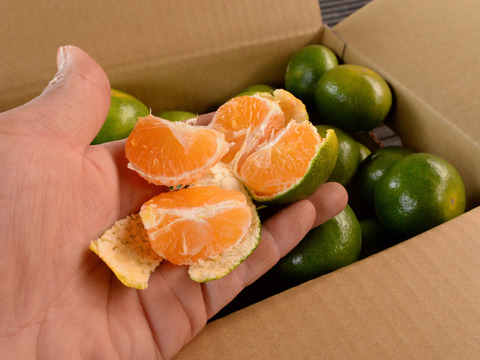 和歌山にしかない品種　一番みかん　5kg　約43個～