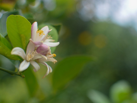 【食べて実感！まろやかな酸味】農薬最小限の鴨川レモン 秀品3kg