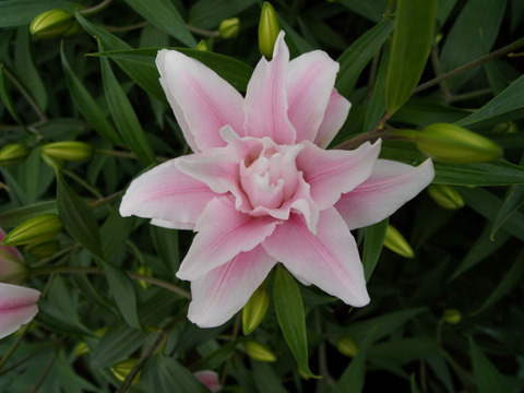 【母の日ギフト】■八重ユリmix5本束■　ギフトラッピング付き　品種指定はできません<(_ _)>