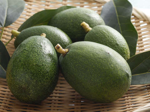 淡路島産！６年かけて育てた貴重なアボカド『エドラノール』。お塩で食べて欲しい美味しさです。