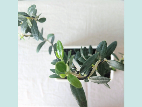 【ギフトにも◎】種から育てた南アルプスのオリーブ盆栽（PS210）