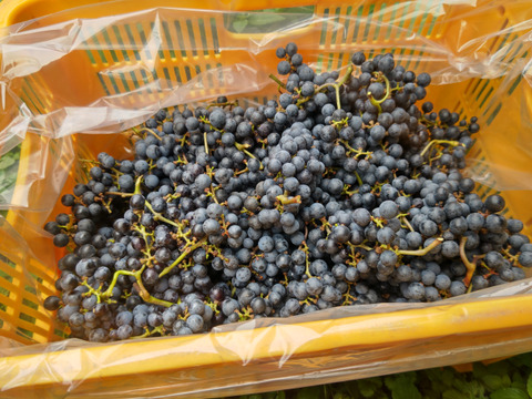珍しい山ぶどう ヤマソーヴィニヨン4㎏ ジュース作りに
