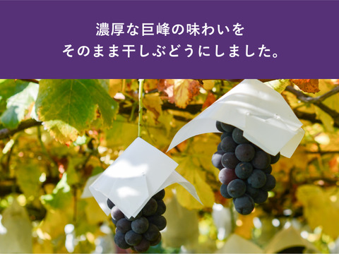 大粒干し葡萄！巨峰・シャインマスカット2種セット各500ｇ

甘さと酸味のバランスが最高。種無し巨峰の干しぶどうと濃厚な甘味と華やかな香りが格別。シャインマスカットの干しぶどう