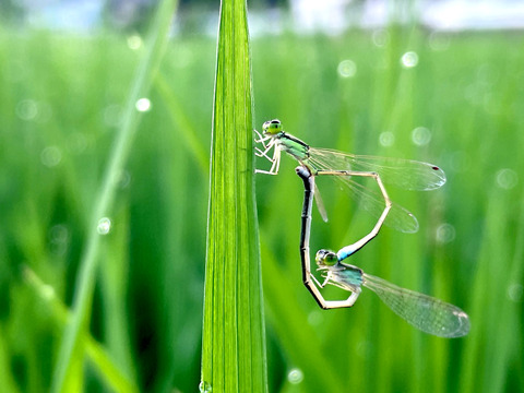 【2025年度産】［精米］自然栽培イセヒカリ5kg（富山県氷見産）