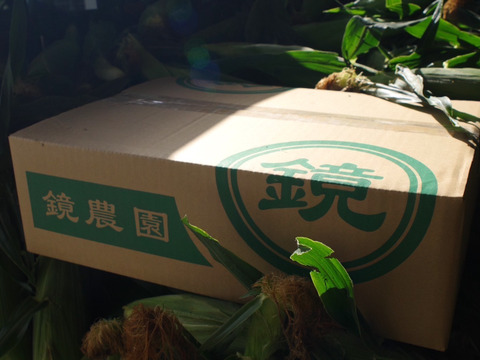 深谷の翔平も二刀流セット　イエロー種　バイカラ種　２Lサイズ　12本（各6本）とうもろこし食べ比べ　【6月中旬～7月中旬】鏡農園