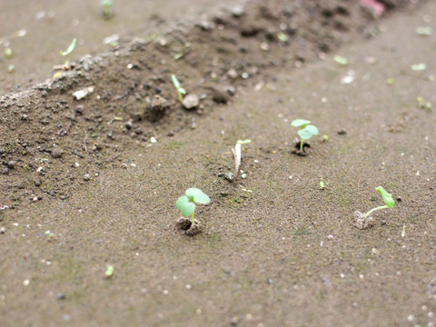 【有機JAS】えぐみが少なく希少！ ちぢみ小松菜 4袋（約1kg）