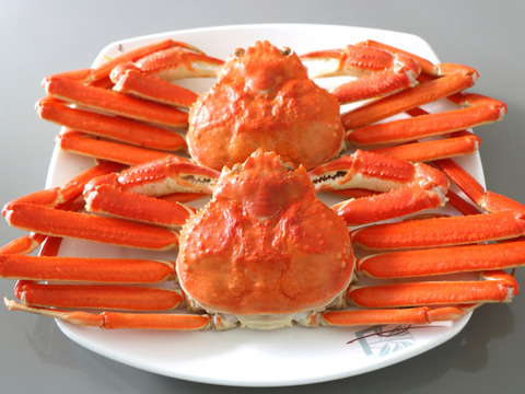 【森のアスパラ®︎】有名店シェフ愛用の味をご家庭に！食卓の主役✨厳選極太アスパラ（主菜サイズ L~2L・600g）