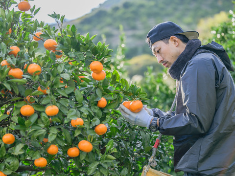 nalu juice有田みかん250㎖ 6本セット 無添加果汁100%みかんジュース🍊