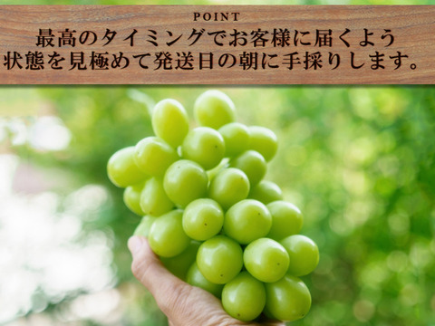 クール便💚指定【予約販売🍇朝採れ山梨シャインマスカット】3キロ 5～6房！一度食べたら忘れられない 【生産量日本一の山梨県産】