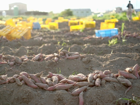 【夢シルクご家庭用２キロBOX】上品な甘みと、シルクのような滑らさ！大阪産さつまいも