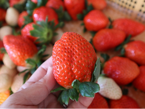 完熟特選セット
とちあいかとスカイベリー
【いちご食べ比べ】