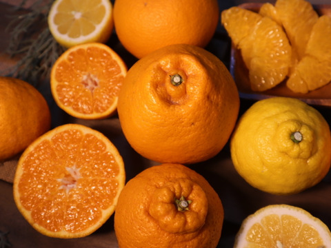 【お試し2kg箱】旬の柑橘で味比べ！柑橘セット