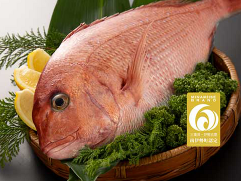 【今が旬♪桜鯛】脂乗り抜群♪皮まで美味しい！＜３枚おろし・皮あり＞