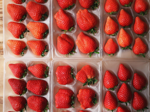 令和4年度 農林水産大臣賞受賞！お家でいちご狩り気分♪いちご最大6品種（3品種以上保障）食べ比べセット計6パック（約230 g × 6パック　計約1.4 ㎏）【いちご食べ比べ】