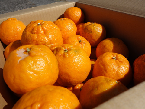 【甘いけど傷もの。訳あって家庭用】びわ屋のポンカン（千々ポンカン）5㎏でお届け