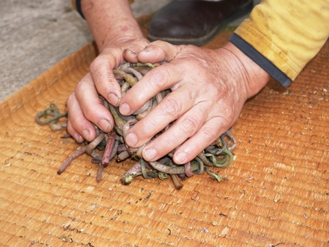 【令和７年新物】天然ぜんまい！食感やみつき‼ばあちゃんが手もみした干しぜんまい（50g)  妙高市産 5~6倍に増える 乾燥ぜんまい  オマケ付き！