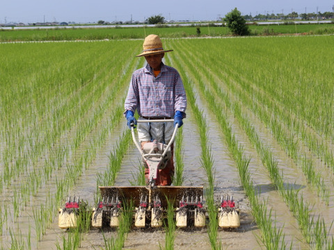 🌸🌸北村広紀の自然米『天の華』玄米1kg（肥料・農薬不使用）自然農法/自然栽培